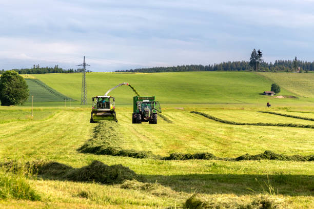 Leutkirch, Germany - June 06, 2022: The combine pours silage into the tractor-trailer in the field. Preparing animal feed for the winter.